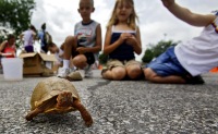 8 juni schildpaddenrace groot